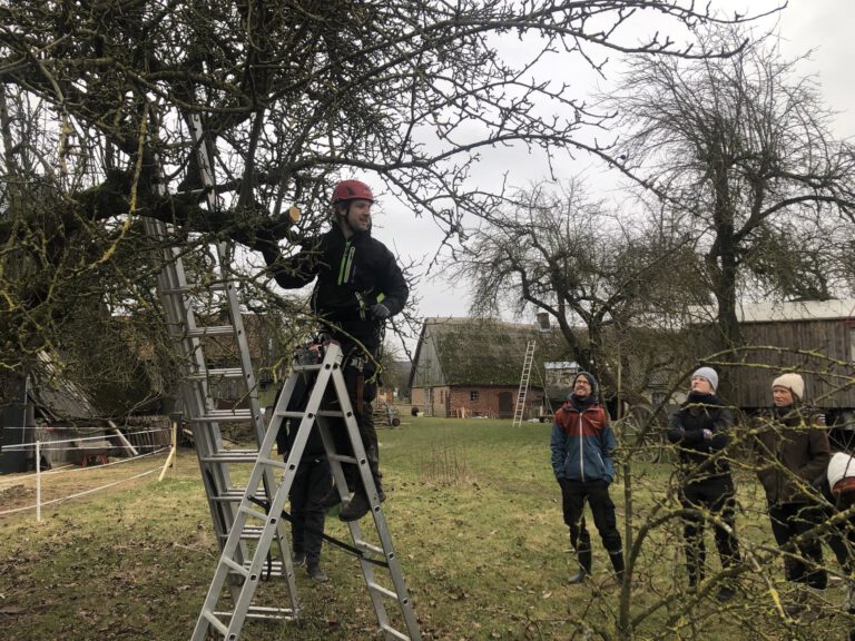 Ein Mann steht auf einer Leiter an einem Baum. Mehrere Menschen schauen ihm zu.