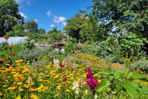 Bunte Blumen im Garten