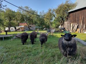 Schafe stehen auf einer Wiese vor einer alten Scheune