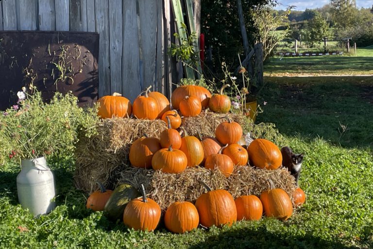 Kürbisse auf Stroh vor einer Scheune
