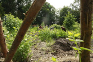 Blick in den Garten in Mechow