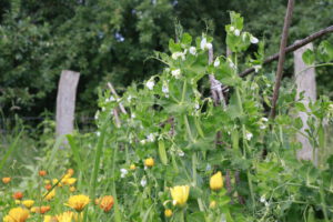 Blumen im Garten in Mechow
