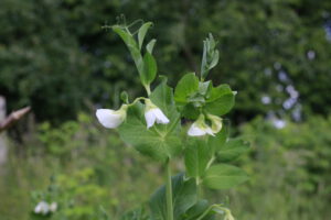 Blumen im Garten in Mechow