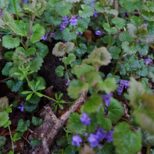 Pflanzen_Grenzgeschichten_1