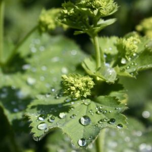 Pflanze mit Tautropfen