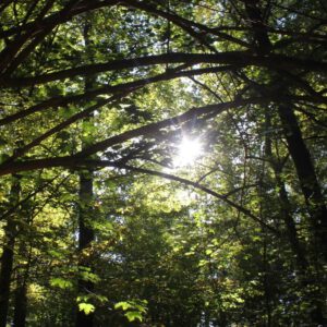 Ein sonnendurchfluteter Wald