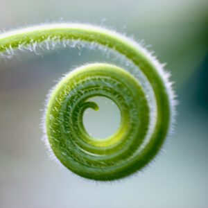 Eine Pflanze in Form einer Schnecke