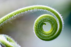 Eine Pflanze in Form einer Schnecke