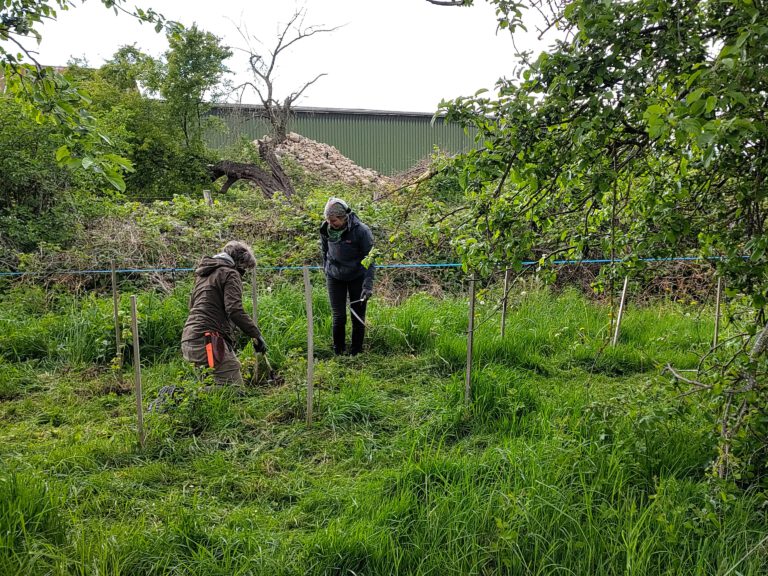 Menschen pflegen die Hecke auf der WandelWiese