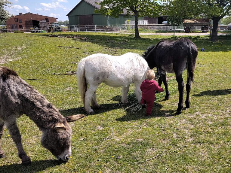 Ein Kind und Esel und Ponys