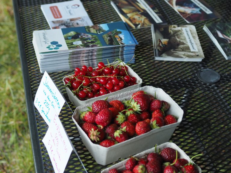 Tisch mit Flyern und frischen Beeren