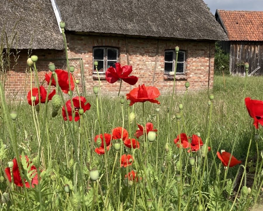 Mohnblumen vor altem Bauernhaus